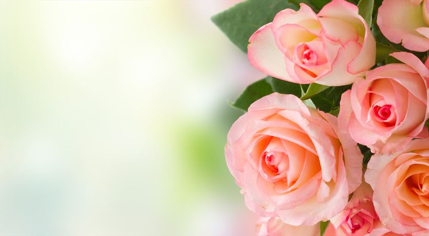 przyjazna Kwiaty - hodowla, hurt, Magic Rose Spółka z ograniczoną odpowiedzialnością, Kłodzino